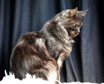 Maine coon “Blueberry muffin”