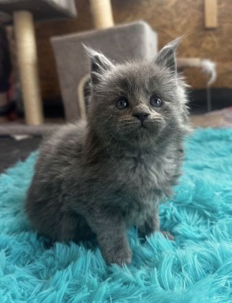 Maine coon “Blueberry muffin”
