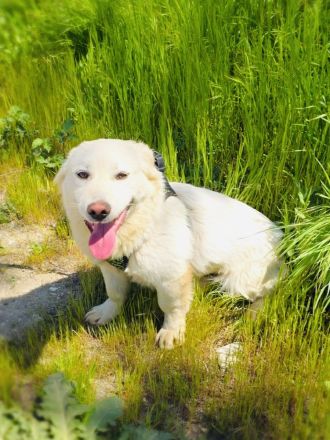 Didko ein toller Familienhund