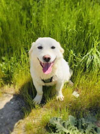 Didko ein toller Familienhund