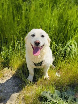 Didko ein toller Familienhund