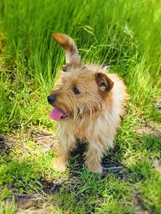 Toller kleiner Roschko