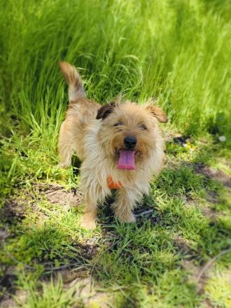 Toller kleiner Roschko