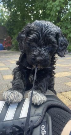 Portugiesischerwasserhund