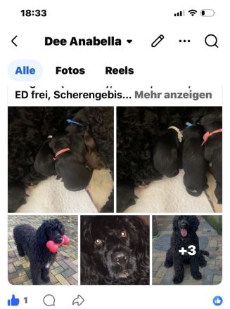 Portugiesischerwasserhund