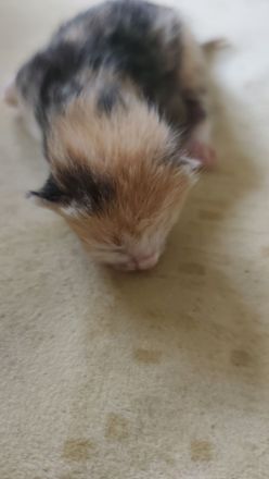Kitten