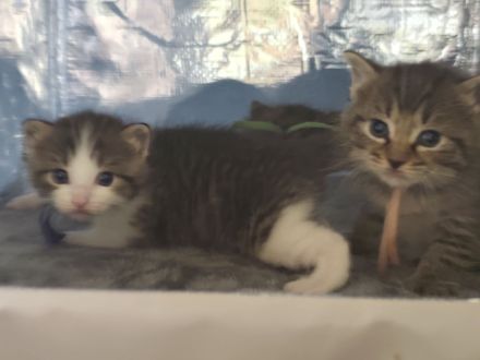Kitten