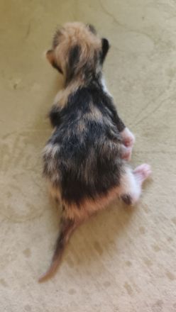 Kitten