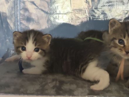 Kitten