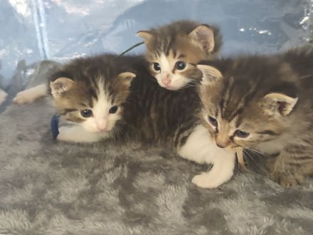 Kitten