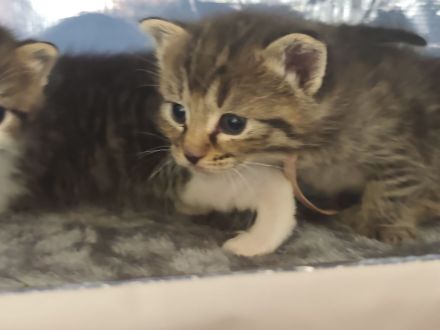 Kitten