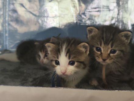 Kitten