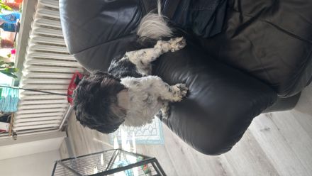 Shihtzu Welpe
