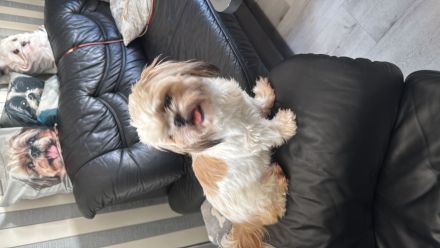 Shihtzu Welpe