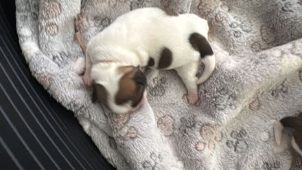 Shihtzu Welpe