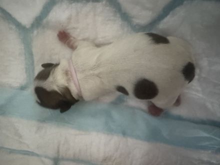Shihtzu Welpe