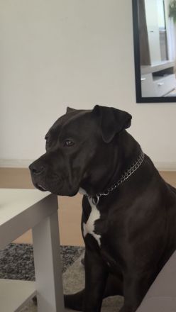 Bully XL