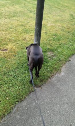 Bully XL