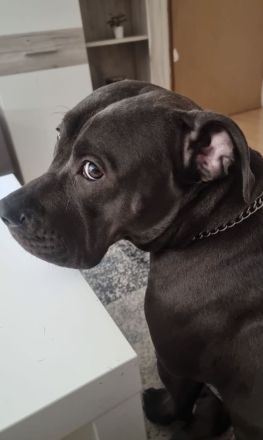 Bully XL