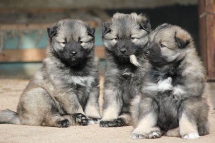 Wolfsspitzwelpen