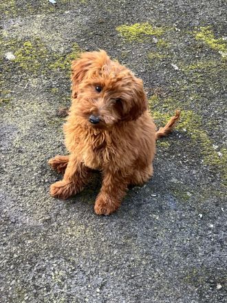 Maltipoo Hündin