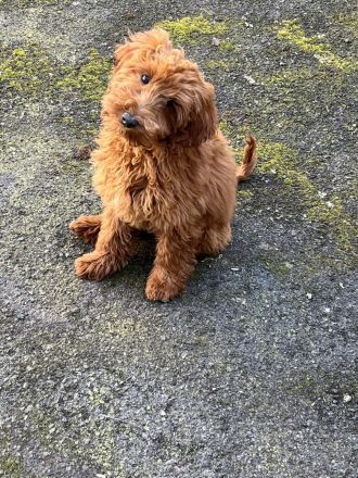 Maltipoo Hündin