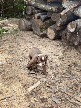 Old english Bulldog Welpen Bullforce