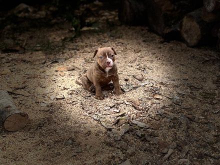 Old english Bulldog Welpen Bullforce