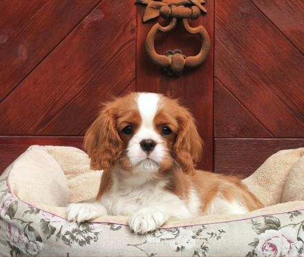 Cavalier Rüde zu Verkaufen!