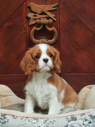 Cavalier Rüde zu Verkaufen!