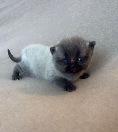 Süße BLH/BKH Kitten