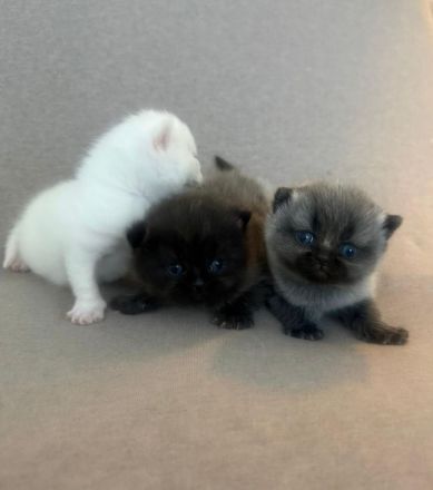 Süße BLH/BKH Kitten