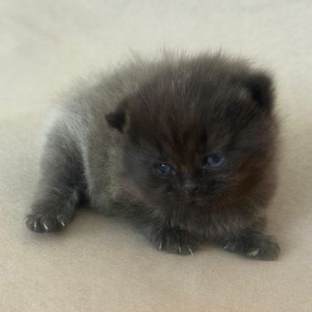 Süße BLH/BKH Kitten