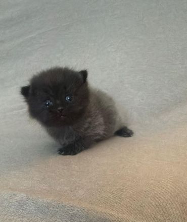 Süße BLH/BKH Kitten