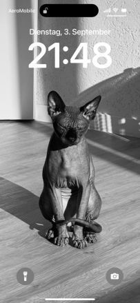 Sphynx Donskoy Tofu