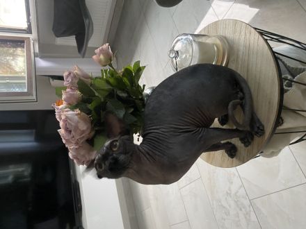 Sphynx Donskoy Tofu