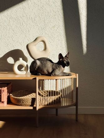 Sphynx Donskoy Tofu