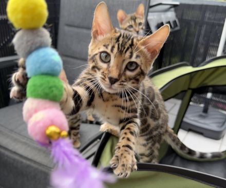 Reinrassige Bengalkitten aus Championlinie