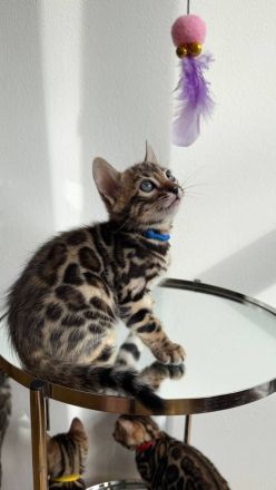 Reinrassige Bengalkitten aus Championlinie