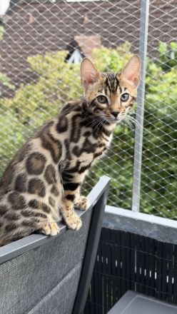 Reinrassige Bengalkitten aus Championlinie