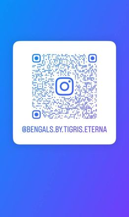 Bengal-Kater (4 Monate alt) - geimpft, gechippt, kastriert, mit WCF-Stammbaum