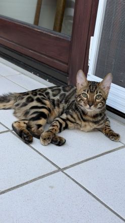 Bengal-Kater (5 Monate alt) - geimpft, gechippt, kastriert, mit WCF-Stammbaum