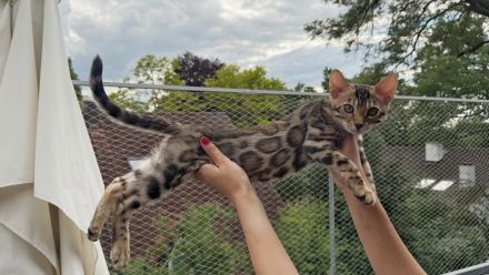 Reinrassige Bengalkitten aus Championlinie