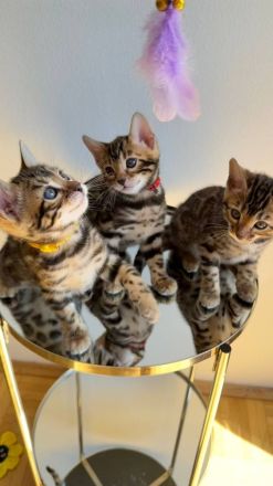 Reinrassige Bengalkitten aus Championlinie