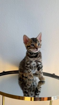 Reinrassige Bengalkitten aus Championlinie