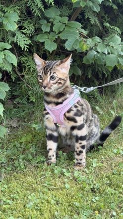 Bengal-Kater (4 Monate alt) - geimpft, gechippt, kastriert, mit WCF-Stammbaum