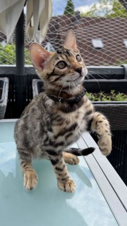 Reinrassige Bengalkitten aus Championlinie