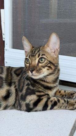 Bengal-Kater (5 Monate alt) - geimpft, gechippt, kastriert, mit WCF-Stammbaum