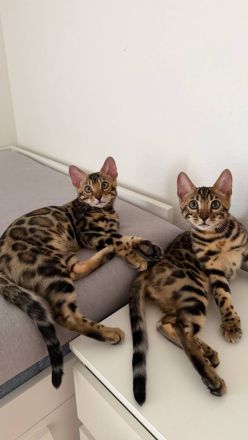 Zwei Bengal-Kater - geimpft, gechippt, mit WCF-Stammbaum