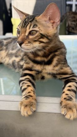 Zwei Bengal-Kater - geimpft, gechippt, mit WCF-Stammbaum